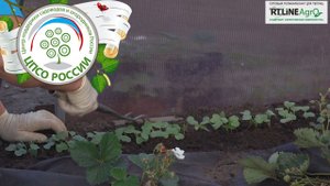 Выращиваем редис в теплице осенью. Особенности ухода.