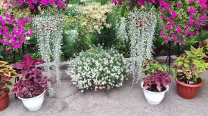 Обзор цветущего дворика. Какие цветы переносят жару и активно цветут в конце июля в жару свыше 40 .