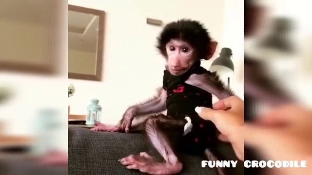 Смешные обезьяны. Funny monkey. #смешныеживотные #funnyanimals