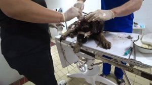 СПАСЕНИЕ СОБАКИ, УМИРАЮЩЕЙ НА ДЕТСКОЙ ПЛОЩАДКЕ