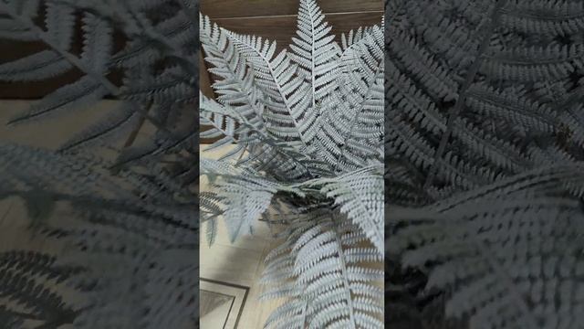 Зимний папоротник ?✨? смотреть онлайн