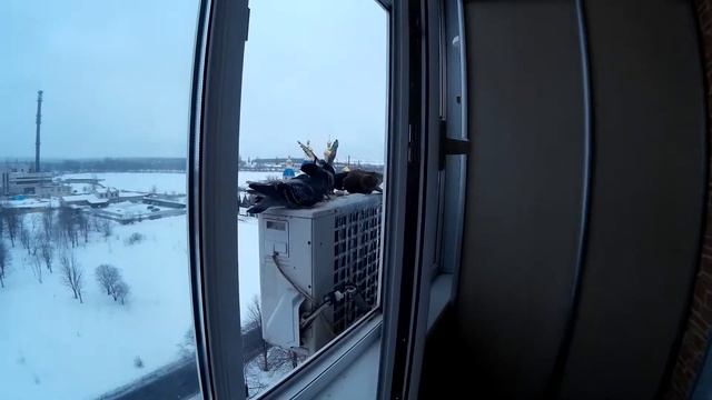 кормление голубей смотреть онлайн