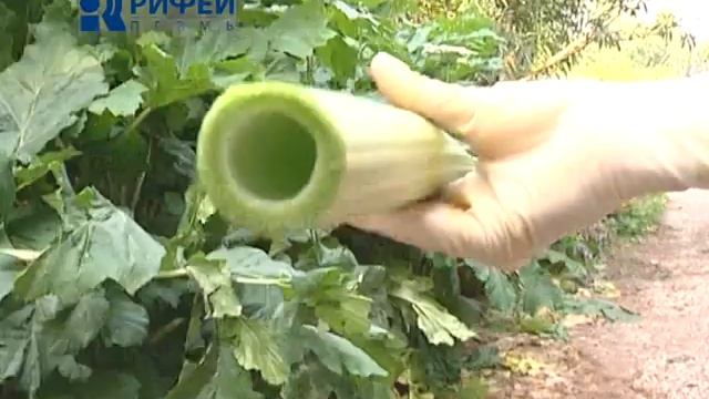 Внимание опасность! Борщевик смотреть онлайн