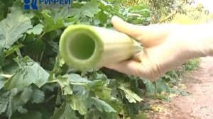 Внимание опасность! Борщевик
