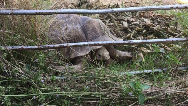 08.08.2020 Влог Гуляем по Kutna Hora.Костница. Качина. Церковь. Море эмоций... смотреть онлайн