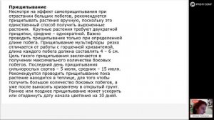 Все о хризантеме мультифлора