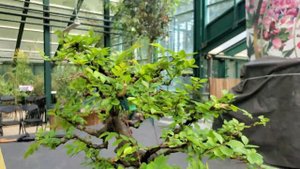 Старый вяз бонсай в Аптекарском огороде  (часть 2)