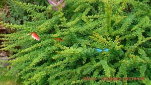 Барбарис тунберга Грин Карпет (green carpet) ? обзор: как сажать, саженцы барбариса Грин Карпет