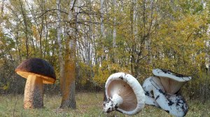 Груздь осиновый, подберезовики, обабки  и др.