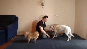 Обучаем собаку давать заднюю лапу