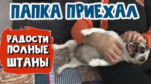 Папка приехал. Радости полные штаны. Собака радуется встрече с хозяином