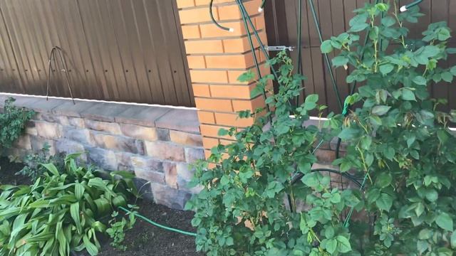 Розы. Болезни роз и как с ними бороться.