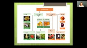 Биология 6 класс 14-15 недели. Плоды. Распространение плодов