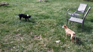 Mini Border Collie vs. Chiweenie staredown