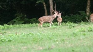 Spotted deer mating | Wild animal mating | animals mating | Spotted deer at Chitwan National Park