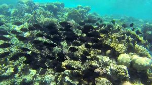 Волны Красного моря