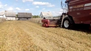 Уборка ЗЕРНА для КРОЛИКОВ/Стоит ли сеять ЗЕРНО/