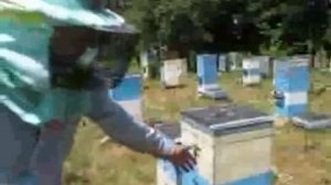 Малыхин ,вывод маток,НЕ УБИРАЯ плодную матку.
