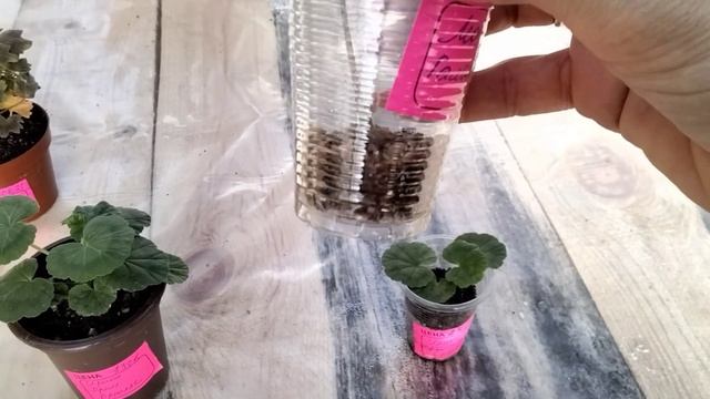 #236.Спасение черенка пеларгонии от чёрной ножки длиною в 3 месяца! смотреть онлайн