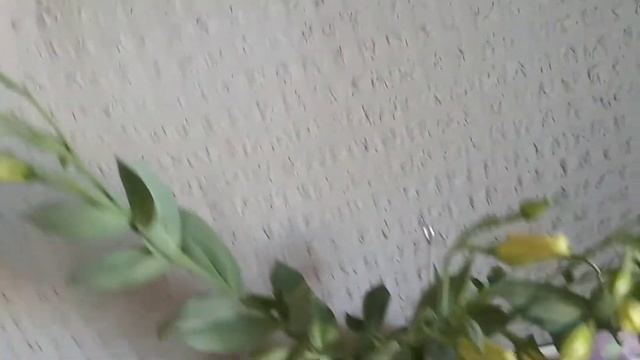 ЭУСТОМА (ирландская роза)----ЦВЕТЕТ в квартире смотреть онлайн