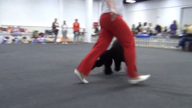 00108XXIII Национальная выставка пуделей 28.05.2017 --Айша из Казанского ханства смотреть онлайн