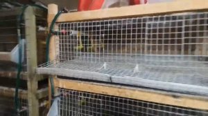 Автоматическая система поения у моих перепелов бройлеров брудеров, ниппельные поилки.