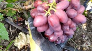 Гибридная форма винограда Велюр