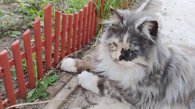 Игра в кошки-ящерки. Зелёный или пушистый? Ящерка или мейкун? смотреть онлайн