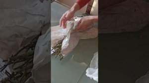 Саженцы роз из питомника Елены Иващенко- 2-я посылка в сезоне 2022