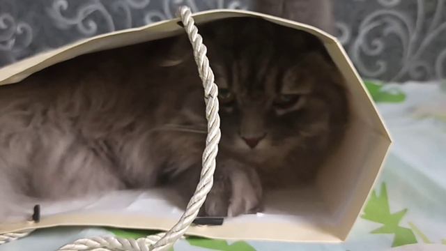 "Пакет раздора" часть 3. Кто прав, кто виноват? Вот в чем вопрос. смотреть онлайн