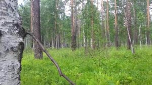 Самка глухаря копалуха с выводком птенцов глухарят