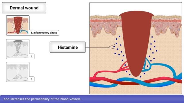 Skin Wound Healing Process смотреть онлайн