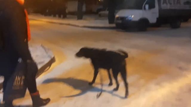 Чинганчкуг съёмки фильма Врач Психолог Психотерапевт и Лабрадор Рей друзья каналYoTube Leo Ridge смотреть онлайн