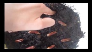 Выращиваем финиковую пальму из косточки в домашних условиях