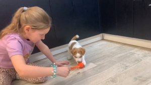 Продается щенок Джек Рассел терьера Сияющий Бриллиант Шанелька