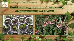 Эхинацея (рудбекия пурпурная) выращивание из семян от посева до цветения