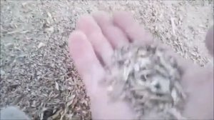 Зерновые отходы курам. Бесплатный корм
