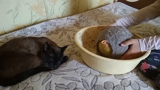 Домик для хомяка Папье маше Для хомяка своими руками  House for hamsters СИРИЙСКИЙ ХОМЯК @user-bx4n