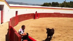 Боевые быки?Какие они на самом деле? Испания?Валенсия ?