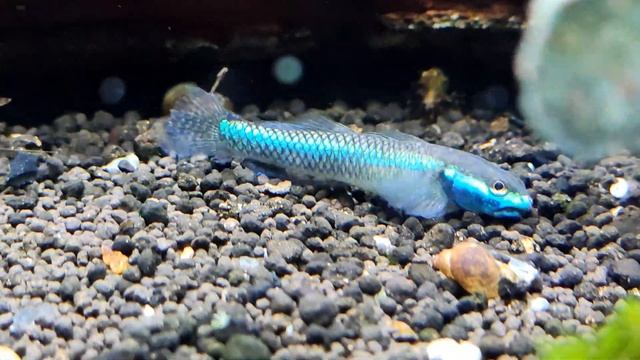 Бычок неоновый / Stiphodon semoni #бычоксиний#Stiphodon#стифодонкобальтовый смотреть онлайн