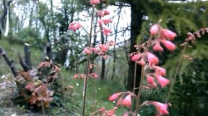 Heuchera "Paris"