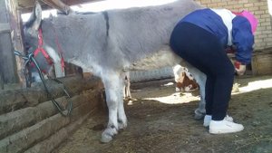 уход за ослом