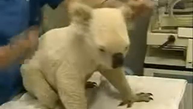 Белая коала