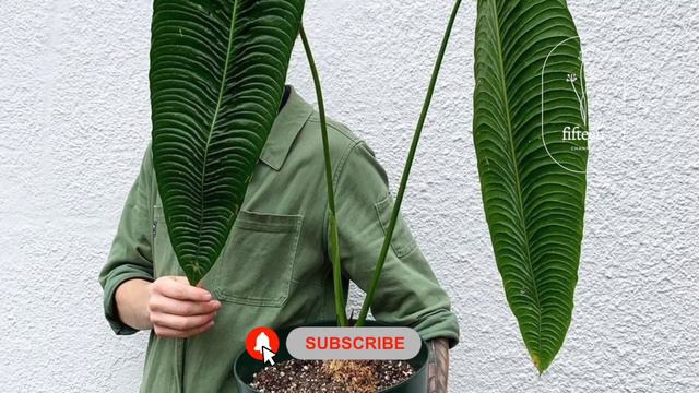 Top 10 tanaman Hias Anthurium Cantik Wajib Anda Miliki Di Rumah смотреть онлайн