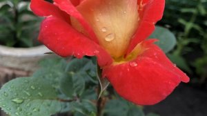 Мой любимый сад. Часть 1.Май, июнь