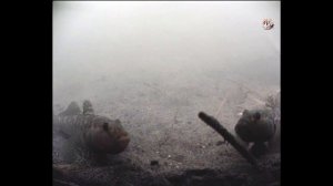 Ловля на летний Кивок. Рыбалка. Летняя удочка с боковым кивком. fishing câu cá  wędkarstwo 钓鱼