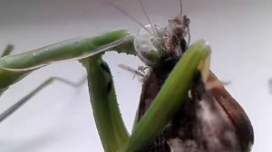 Богомол съедает бабочку целиком!