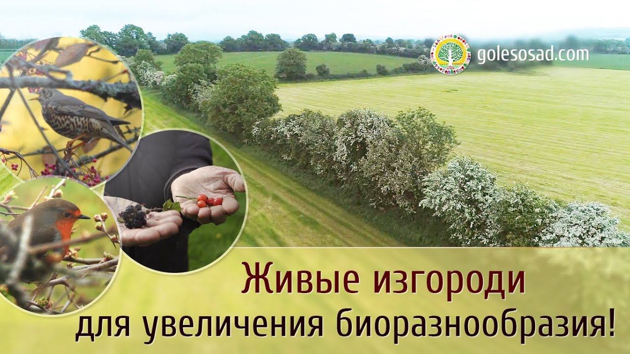 Живые изгороди для увеличения биоразнообразия!