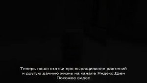 Гербицид Гримс избавит посевы кукурузы и посадки картофеля от многолетних злаковых сорняков