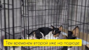 РОДЫ БАСЕНДЖИ. ДУМАЛИ БУДЕТ 4 ЩЕНКА А ОКАЗАЛОСЬ...